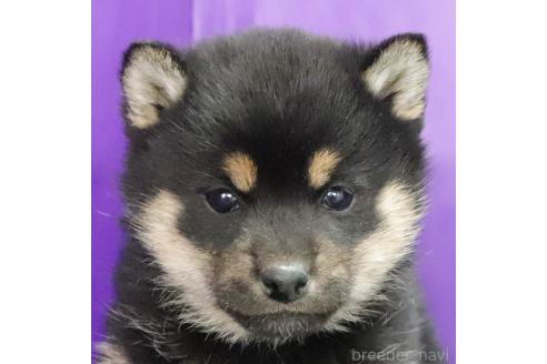 成約済の愛知県の柴犬-368540の2枚目